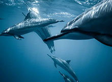 中国足协确认两例错漏判：申花逃过红牌、中乙昆明进球被错吹